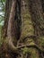 Giant cedar tree