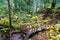 Giant Cedars Boardwalk at Mount Revelstoke in British Columbia