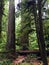 Giant Cedars of Cathedral Grove, British Columbia