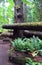 Giant Cedars of Cathedral Grove, British Columbia