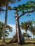 Giant Ceiba Tree