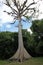 Giant Ceiba tree in Tikal, Guatemala