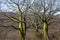 Giant ceiba trees