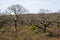 Giant ceiba trees