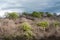 Giant ceiba trees grows up in the coast of Ecuador