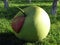 Giant cement green apple with red leave sculpture in city park