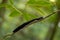 Giant centipede on a branch in jungle of Sri Lanka