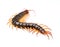 Giant centipede on cement floor