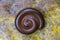 Giant centipede, millipede rolled into a circle on old leaf in tropical jungle. Island Bali, Indonesia. Close up