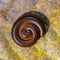 Giant centipede, millipede rolled into a circle on old leaf in tropical jungle. Island Bali, Indonesia. Close up