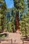 Giant and centuries-old sequoias in the forest of Sequoia National Park, California, USA