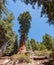 Giant and centuries-old sequoias in the forest of Sequoia National Park, California, USA