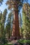 Giant and centuries-old sequoias in the forest of Sequoia National Park, California, USA