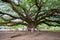 Giant Chamchuri Tree