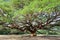 Giant Chamchuri tree with wide branches, Thailand