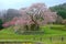 A giant cherry tree blooming in a foggy spring garden