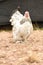 Giant chicken Brahma standing on ground in Farm area