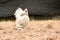 Giant chicken Brahma standing on ground in Farm area