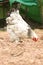 Giant chicken Brahma standing on ground in Farm area