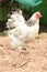 Giant chicken Brahma standing on ground in Farm area