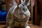 The Giant chinchilla rabbit posing from different angles