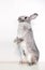 A Giant Chinchilla rabbit standing upright