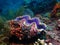 Giant clam ( tridacna gigas ) in colorful reef coral