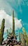 Giant columnar Cereus cactus