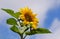 Giant Common Sunflower in Summer