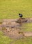 Giant coot(Fulica gigantea) in Chile