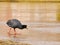 The Giant Coot Fulica gigantea is a flightless bird