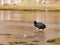 The Giant Coot Fulica gigantea is a flightless bird living in the lakes of the altiplano of Bolivia, South America