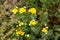 Giant Coreopsis