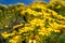 Giant coreopsis Wildflowers along the Point Dume trail in Malibu California