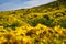 Giant coreopsis Wildflowers along the Point Dume trail in Malibu California