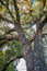 Giant cottonwood tree with fall foliage