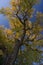 Giant cottonwood tree with golden leaves