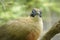 Giant Coua, Coua gigas, native to Madagascar. Exotic Tropical Bird. Close up