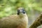 Giant Coua, native to Madagascar, a bird species from cuckoo family. Exotic Tropical Bird. Close up