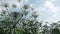 Giant cow parsnip blooms panorama. giant hogweed harm to fields and agriculture poisonous weed