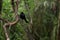 Giant Cowbird - blackbird