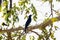 Giant Cowbird (Molothrus oryzivorus) in Brazil