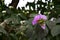 Giant Crape-myrtle flowers blooming