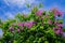 Giant Crape-myrtle flowers with blue sky-5