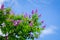 Giant Crape-myrtle flowers with blue sky-6