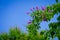 Giant Crape-myrtle flowers with blue sky-7