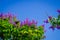 Giant Crape-myrtle flowers with blue sky-9