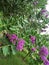 Giant crape-myrtle & x28;Lagerstroemia speciosa& x29;