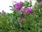 Giant crape-myrtle & x28;Lagerstroemia speciosa& x29;