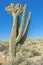 Giant crested saguaro plant in the desert under the blue sky